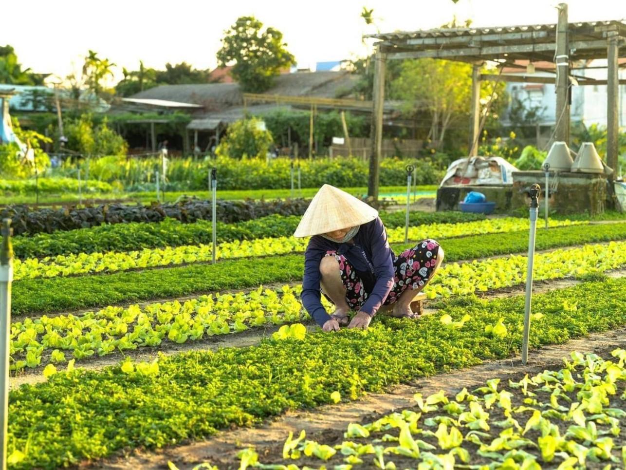 Hoi An Cabbage Garden Διαμέρισμα Εξωτερικό φωτογραφία
